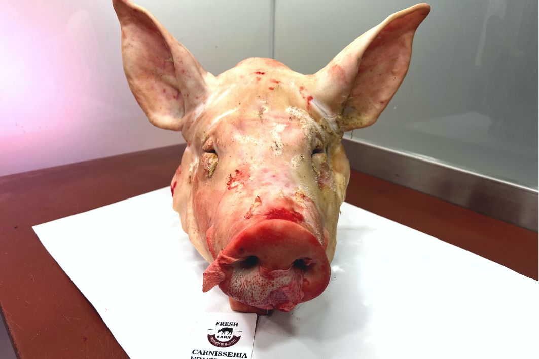 Cabeza de cerdo