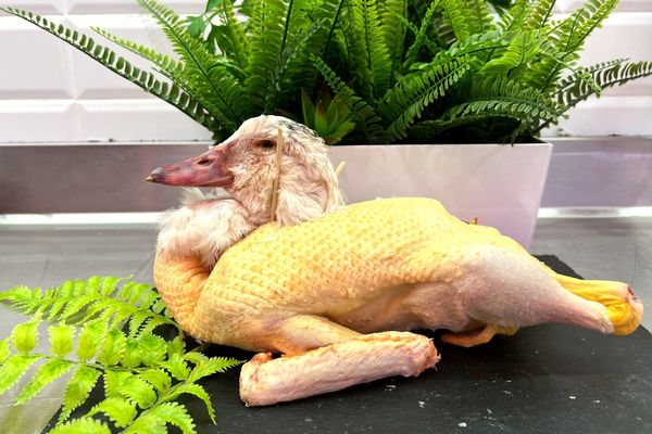 Pato hembra